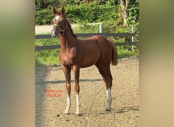 Oldenburg, Mare, Foal (04/2024), Chestnut