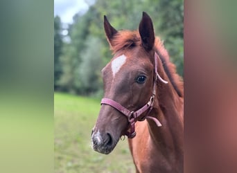 Oldenburg, Mare, Foal (04/2024), Chestnut