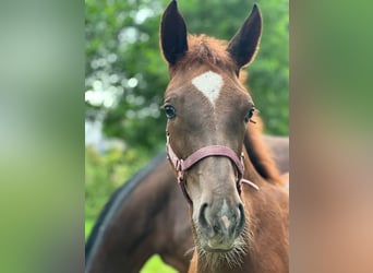 Oldenburg, Mare, Foal (04/2024), Chestnut