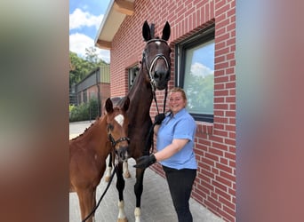 Oldenburg, Mare, Foal (04/2024), Chestnut