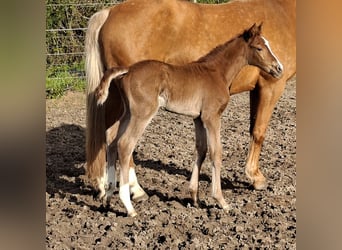 Oldenburg, Mare, Foal (03/2026), Chestnut