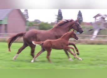 Oldenburg, Mare, Foal (06/2025), Chestnut-Red