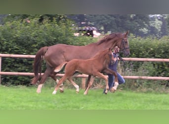 Oldenburg, Mare, Foal (06/2025), Chestnut-Red