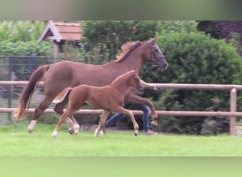Oldenburg, Mare, Foal (06/2025), Chestnut-Red