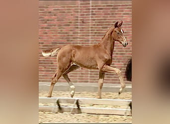 Oldenburg, Mare, Foal (04/2024), Chestnut-Red