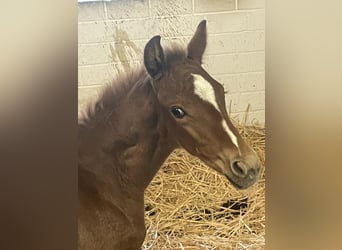 Oldenburg, Mare, Foal (04/2024), Chestnut-Red