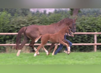 Oldenburg, Mare, Foal (06/2025), Chestnut-Red