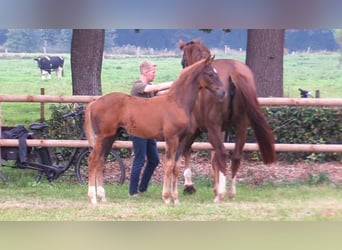 Oldenburg, Mare, Foal (06/2025), Chestnut-Red