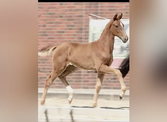 Oldenburg, Mare, Foal (04/2024), Chestnut-Red