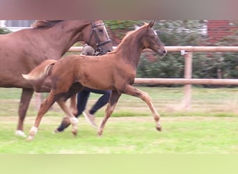 Oldenburg, Mare, Foal (06/2025), Chestnut-Red