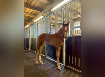 Oldenburg, Mare, Foal (04/2024), Chestnut-Red