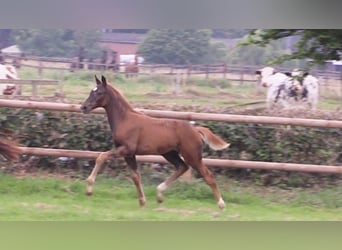 Oldenburg, Mare, Foal (06/2025), Chestnut-Red