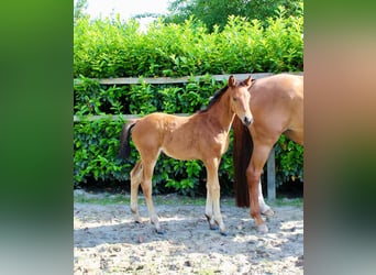 Oldenburg, Mare, , Chestnut-Red