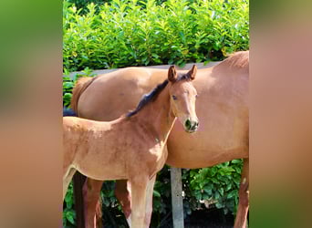 Oldenburg, Mare, , Chestnut-Red
