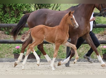 Oldenburg, Mare, Foal (04/2025), Chestnut-Red