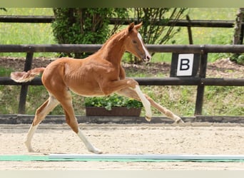 Oldenburg, Mare, Foal (04/2025), Chestnut-Red