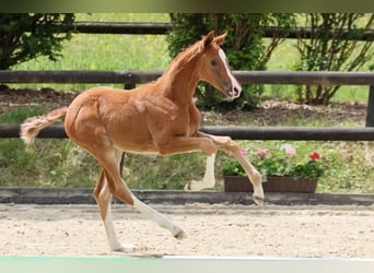 Oldenburg, Mare, Foal (04/2025), Chestnut-Red