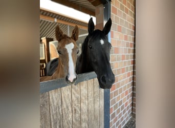Oldenburg, Mare, , Chestnut-Red