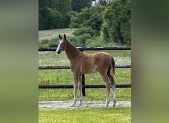 Oldenburg, Mare, , Chestnut-Red
