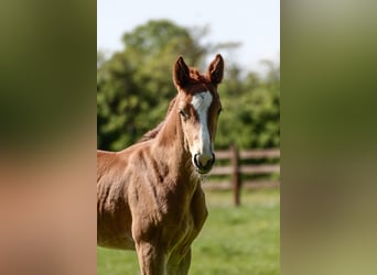 Oldenburg, Mare, , Chestnut-Red