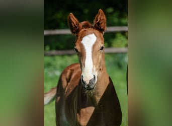 Oldenburg, Mare, , Chestnut-Red