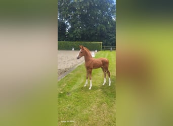 Oldenburg, Mare, Foal (05/2024), Chestnut-Red