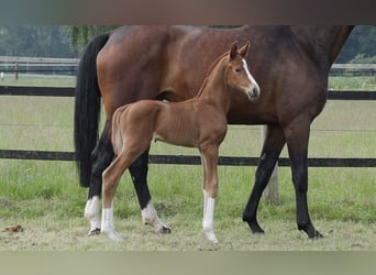 Oldenburg, Mare, Foal (05/2024), Chestnut-Red