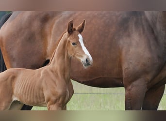 Oldenburg, Mare, Foal (05/2024), Chestnut-Red