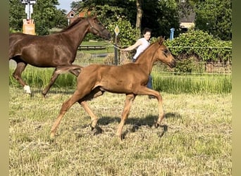 Oldenburg, Mare, Foal (04/2024), Chestnut-Red