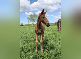 Oldenburg, Mare, Foal (04/2024), Chestnut-Red