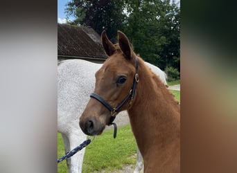 Oldenburg, Mare, Foal (01/2024), Chestnut-Red