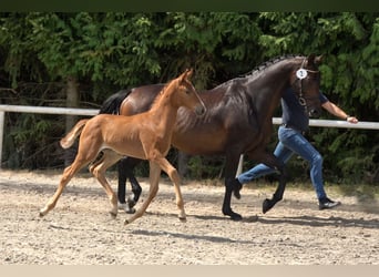 Oldenburg, Mare, Foal (05/2025), Chestnut-Red