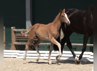Oldenburg, Mare, Foal (03/2025), Chestnut-Red