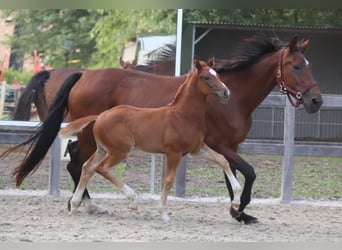 Oldenburg, Mare, Foal (05/2026), Chestnut-Red