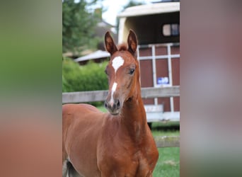 Oldenburg, Mare, Foal (05/2026), Chestnut-Red
