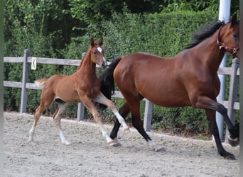 Oldenburg, Mare, Foal (05/2026), Chestnut-Red