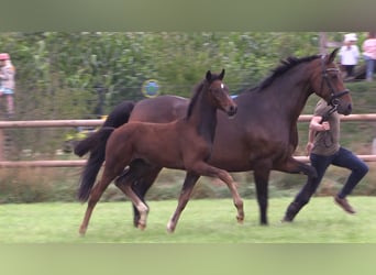 Oldenburg, Mare, Foal (06/2025)