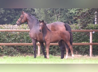 Oldenburg, Mare, Foal (06/2025)