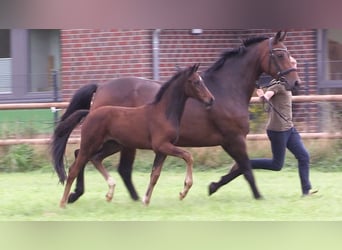 Oldenburg, Mare, Foal (06/2025)
