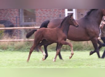 Oldenburg, Mare, Foal (06/2025)