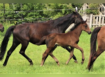 Oldenburg, Mare, Foal (05/2023)