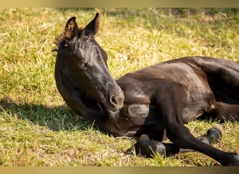 Oldenburg, Mare, Foal (06/2023)
