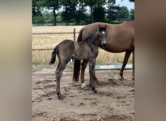Oldenburg, Mare, Foal (05/2025)