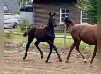 Oldenburg, Mare, Foal (05/2025)