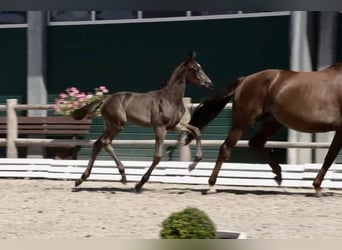 Oldenburg, Mare, Foal (05/2025)