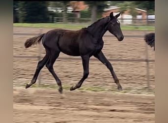 Oldenburg, Mare, Foal (05/2025)