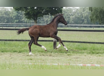 Oldenburg, Mare, Foal (02/2024)