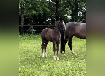 Oldenburg, Mare, Foal (02/2024)