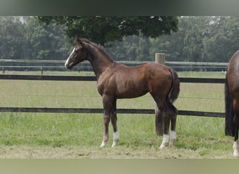 Oldenburg, Mare, Foal (02/2024)