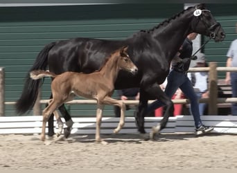 Oldenburg, Mare, Foal (04/2026)